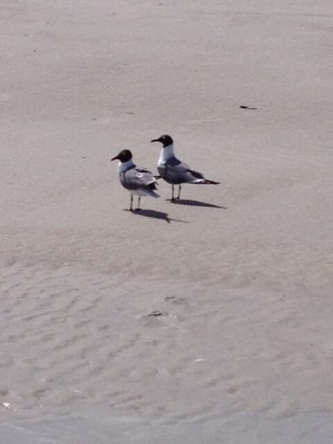 A Pair of Seagulls