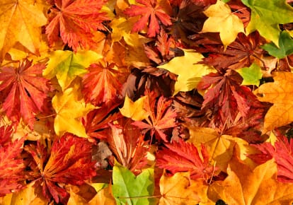 a pile of multicolored leaves