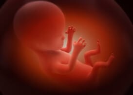 an artists rendering of a fetus in the womb