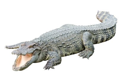 Krokodil: Newest Drug Scare or False Alarm?