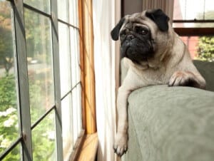 sad dog on the back of a couch looking out a window expectantly small